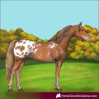 Horse Color:Chestnut Blanket 