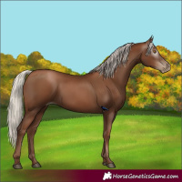 Horse Color:Gray Silver Black Pearl 
