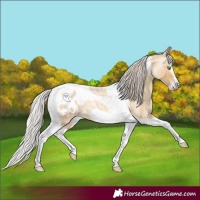 Horse Color:Gray Silver Amber Cream Champagne Roan Dun Splash Tobiano Frame Appaloosa Rabicano 