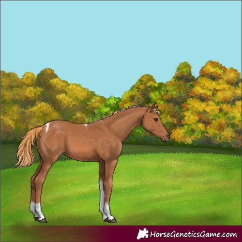Horse Color:Chestnut Tobiano 