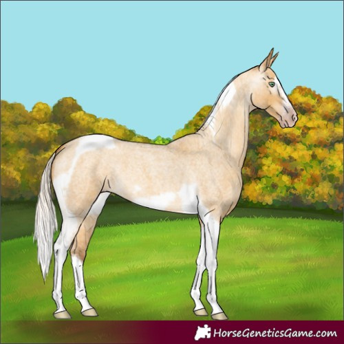 Horse Color:Gray Silver Amber Cream Champagne Roan Dun Splash Tobiano Frame Varnish Rabicano 