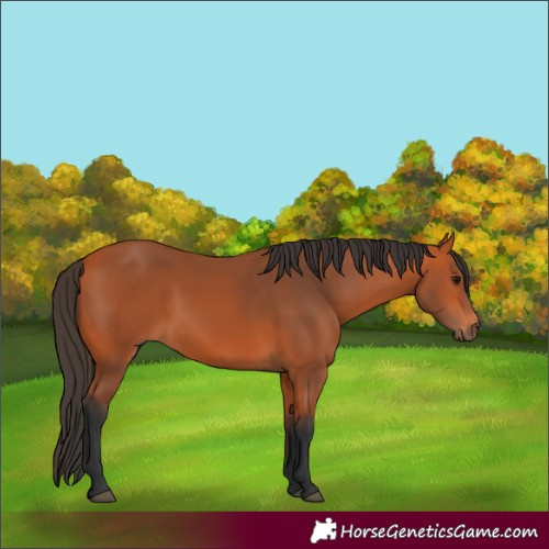 Horse Color:Unknown 