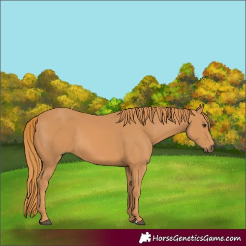 Horse Color:Chestnut 