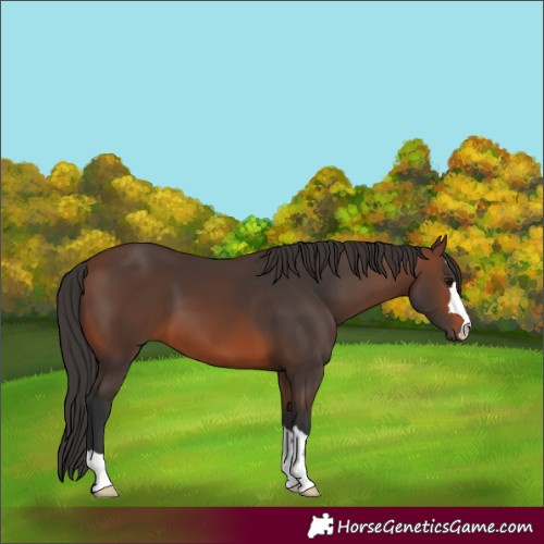 Horse Color:Brown 