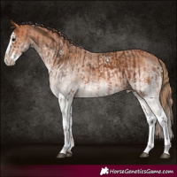 Horse Color:White Spotted Bay Splash  and White Spotted Chestnut Splash 