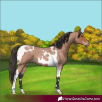 Horse Color:Bay Roan Tobiano