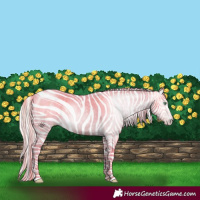 Horse Color:Gray Silver Amber Cream Champagne Roan Dun Splash Tobiano Frame Appaloosa Rabicano 