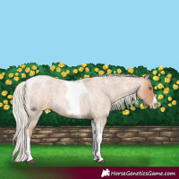 Horse Color:Silver Blue Roan Pearl Tobiano Frame 