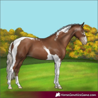Horse Color:Gray Silver Black Pearl Tobiano