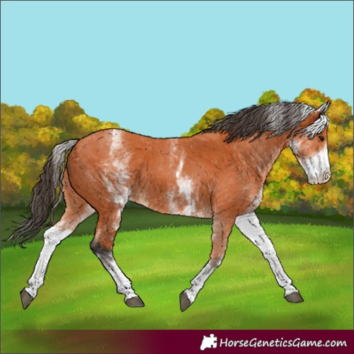 Horse Color:Unknown 