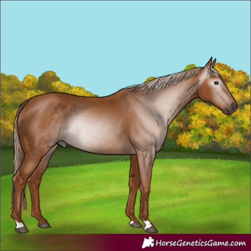 Horse Color:Gray Chestnut