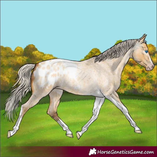 Horse Color:Gray Silver Amber Cream Champagne Roan Dun Splash Tobiano Frame Blanket Rabicano