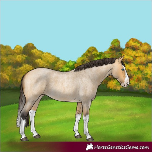 Horse Color:Buckskin Roan Dun Splash 
