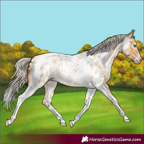 Horse Color:Gray Silver Amber Cream Champagne Roan Dun Splash Tobiano Frame Appaloosa Rabicano 