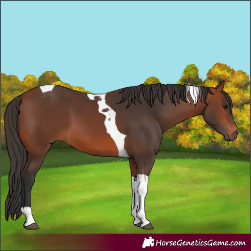 Horse Color:Bay Tobiano 