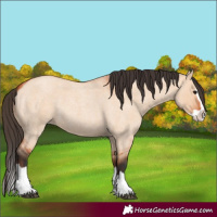 Horse Color:Bay Roan Dun Splash