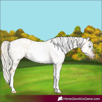 Horse Color:Gray Silver Amber Cream Champagne Roan Dun Splash Tobiano Frame Appaloosa Rabicano 