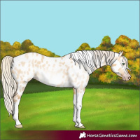 Horse Color:Gray Silver Amber Cream Champagne Roan Dun Splash Tobiano Frame Appaloosa Rabicano 
