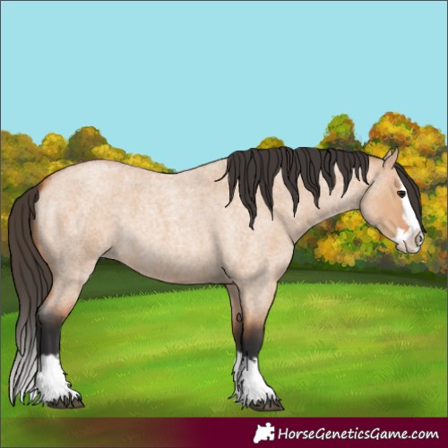 Horse Color:Bay Roan Dun Splash