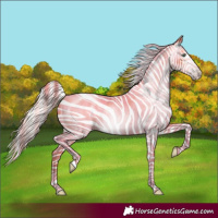 Horse Color:Gray Silver Amber Cream Champagne Roan Dun Splash Tobiano Frame Appaloosa Rabicano