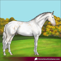 Horse Color:Gray Silver Amber Cream Champagne Roan Dun Splash Tobiano Frame Blanket Rabicano 