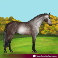 Horse Color:Gray Bay