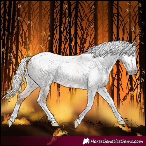 Horse Color:Gray Silver Amber Cream Champagne Roan Dun Splash Tobiano Frame Blanket Rabicano 