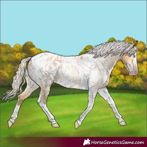 Horse Color:Gray Silver Amber Cream Champagne Roan Dun Splash Tobiano Frame Appaloosa Rabicano 