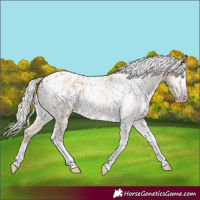 Horse Color:Gray Silver Amber Cream Champagne Roan Dun Splash Tobiano Frame Appaloosa Rabicano