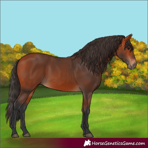 Horse Color:Bay 