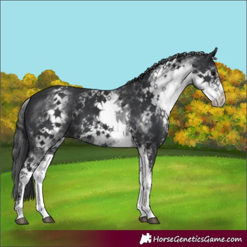 Horse Color:White Spotted Black 