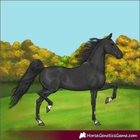 Horse Color:Black 