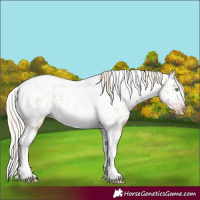 Horse Color:Gray Silver Amber Cream Champagne Roan Dun Splash Tobiano Frame Appaloosa Rabicano 