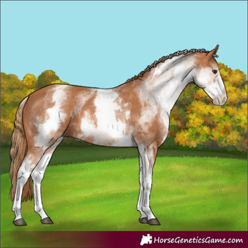 Horse Color:White Spotted Chestnut 