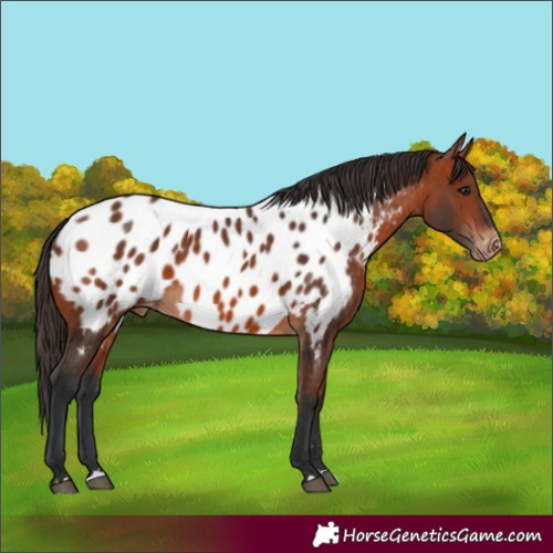 Horse Color:Bay Near Leopard 
