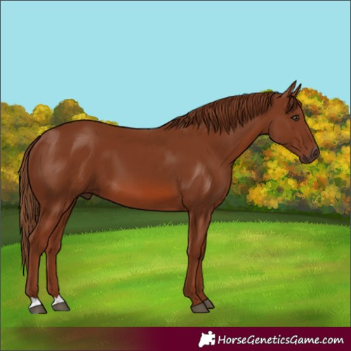 Horse Color:Chestnut 