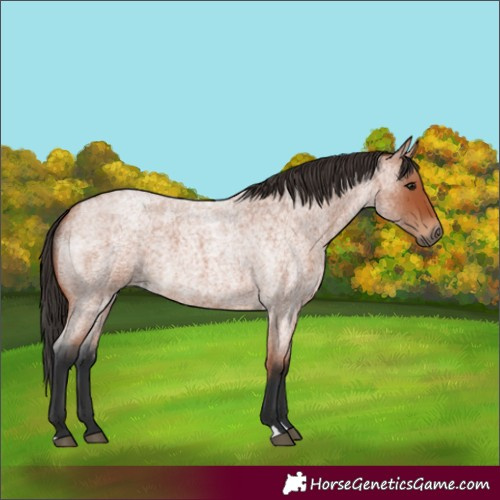 Horse Color:Bay Roan