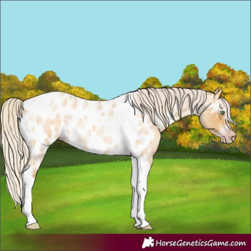 Horse Color:Gray Silver Amber Cream Champagne Roan Dun Splash Tobiano Frame Near Leopard Rabicano 