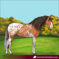 Horse Color:Bay Splash Tobiano Appaloosa  and Bay Splash Tobiano Appaloosa 