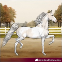 Horse Color:Silver Buckskin Roan Dun Splash Tobiano Frame Appaloosa Rabicano 