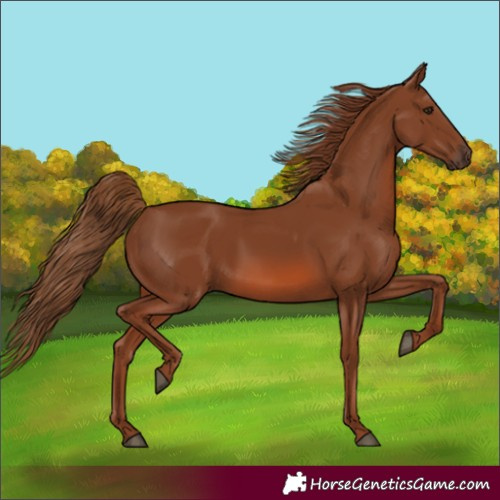 Horse Color:Chestnut 
