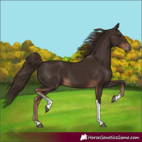 Horse Color:Liver Chestnut Tobiano