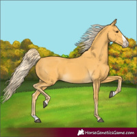 Horse Color:Palomino Splash Frame