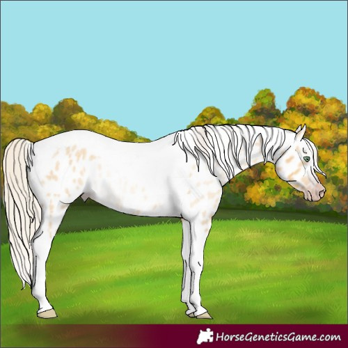 Horse Color:Gray Silver Amber Cream Champagne Roan Dun Splash Tobiano Frame Appaloosa Rabicano