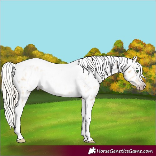 Horse Color:Gray Silver Amber Cream Champagne Roan Dun Splash Tobiano Frame Near Leopard Rabicano 