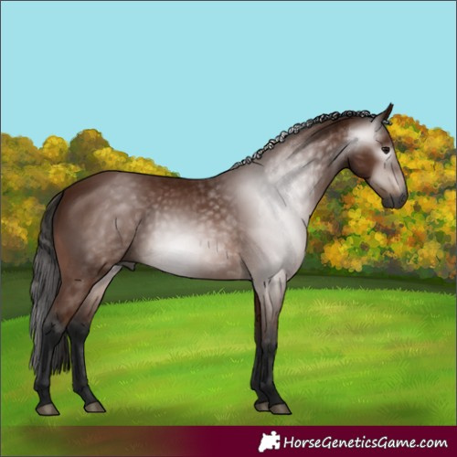 Horse Color:Gray Bay 