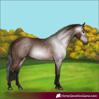 Horse Color:Gray Bay 