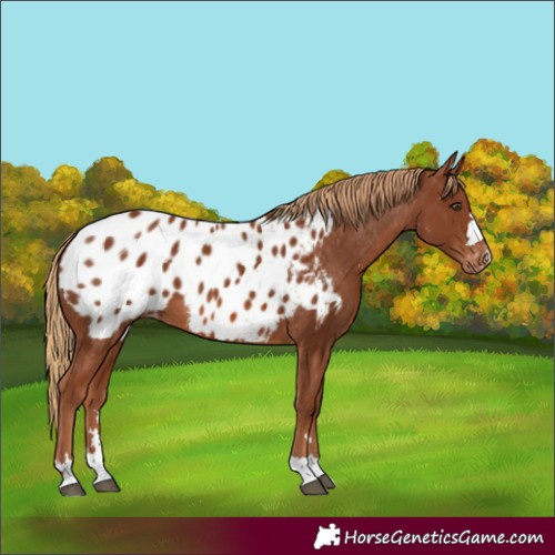 Horse Color:Chestnut Near Leopard 
