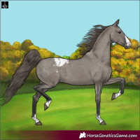 Horse Color:Grullo Blanket 