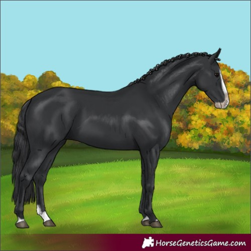 Horse Color:Black Splash Frame 